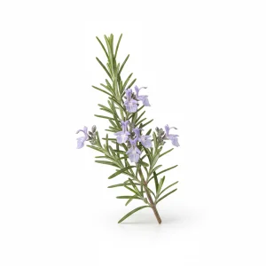 רוזמרין (2)
