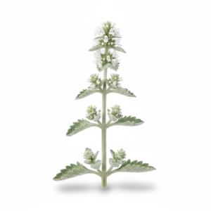 זוטה לבנה (2)