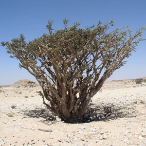 לבונה