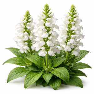 מרווה צחורה (2)