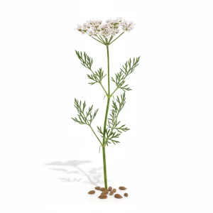 קימל (2)