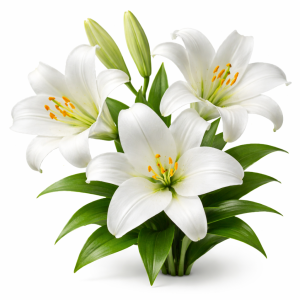 שושן צחור (2)