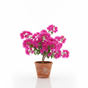 בוגנוויליה