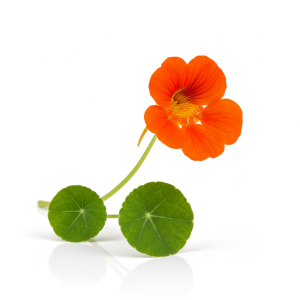 כובע הנזיר (2)