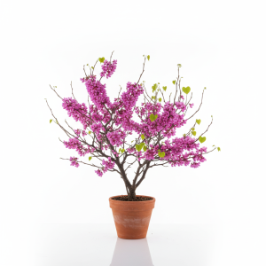 כליל החורש (2)