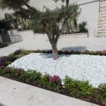 גן עם עץ זית, פרחים וצמחייה