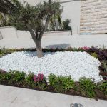 גינה מעוצבת עם עצי שקדים, פרחים