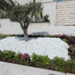 גינה עם עצי זית, אבנים לבנות