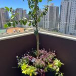 גינת מרפסת עם עץ וצמחים שונים
