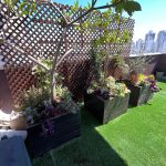 גינה על גג עם צמחים ושיחים