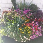 ערוגת פרחים מגוונת בצבעים שונים באור