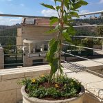 צמח ירוק במיכל עם פרחים צהובים