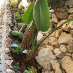 תמונה של גינה עם צמחים שונים