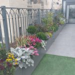 גינה עם פרחים צבעוניים בגבול דשא,