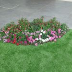 שורות של פרחים צבעוניים בשתילה גננית