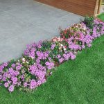 ערוגת פרחים ססגונית הכוללת סגולים, אדומים