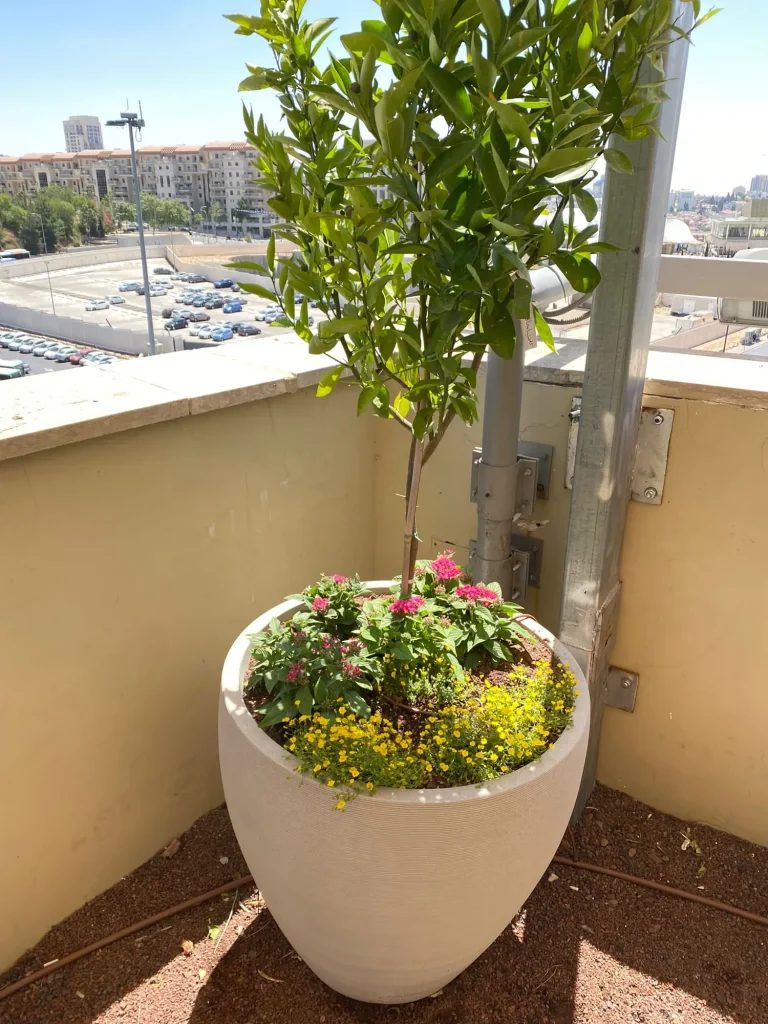 עציץ גדול עם עץ צעיר, פרחים ורודים ושתילה צהובה בפינת הגג