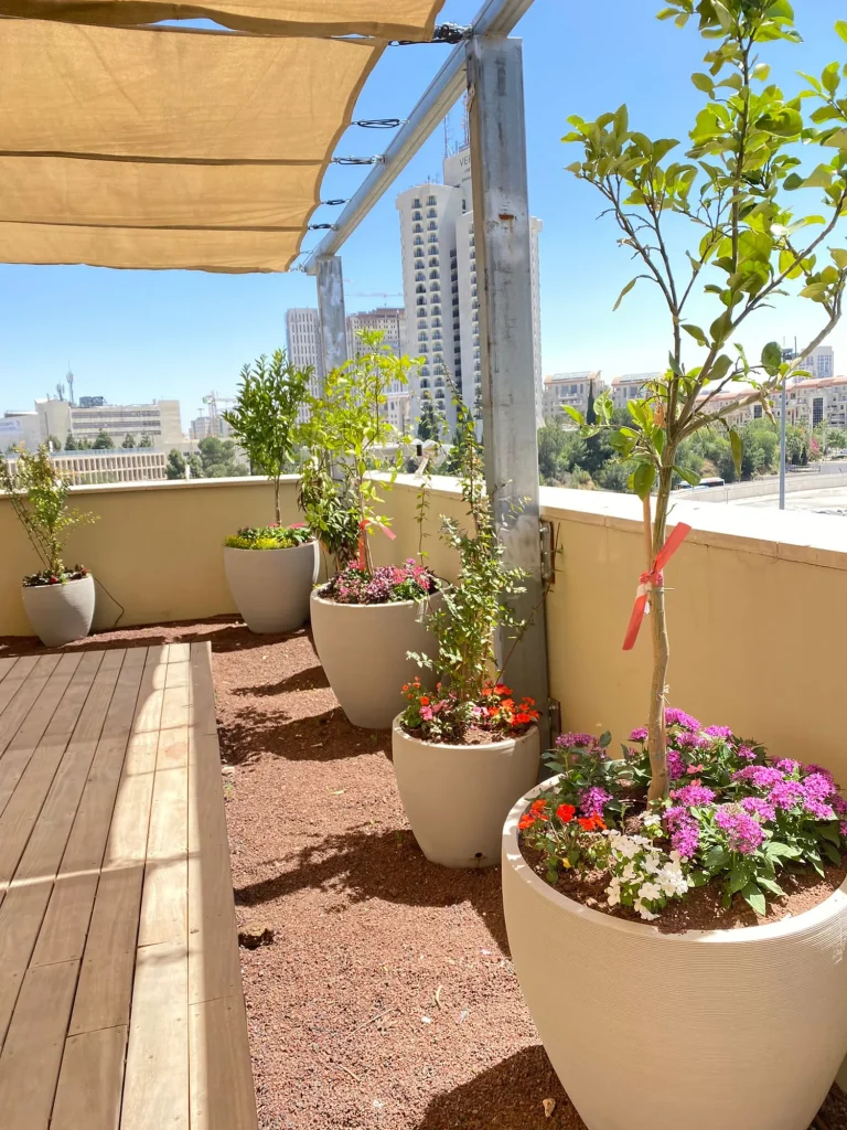 עציצים שתולים לאורך מעקה הגג, ומעליהם פרגולת הצללה