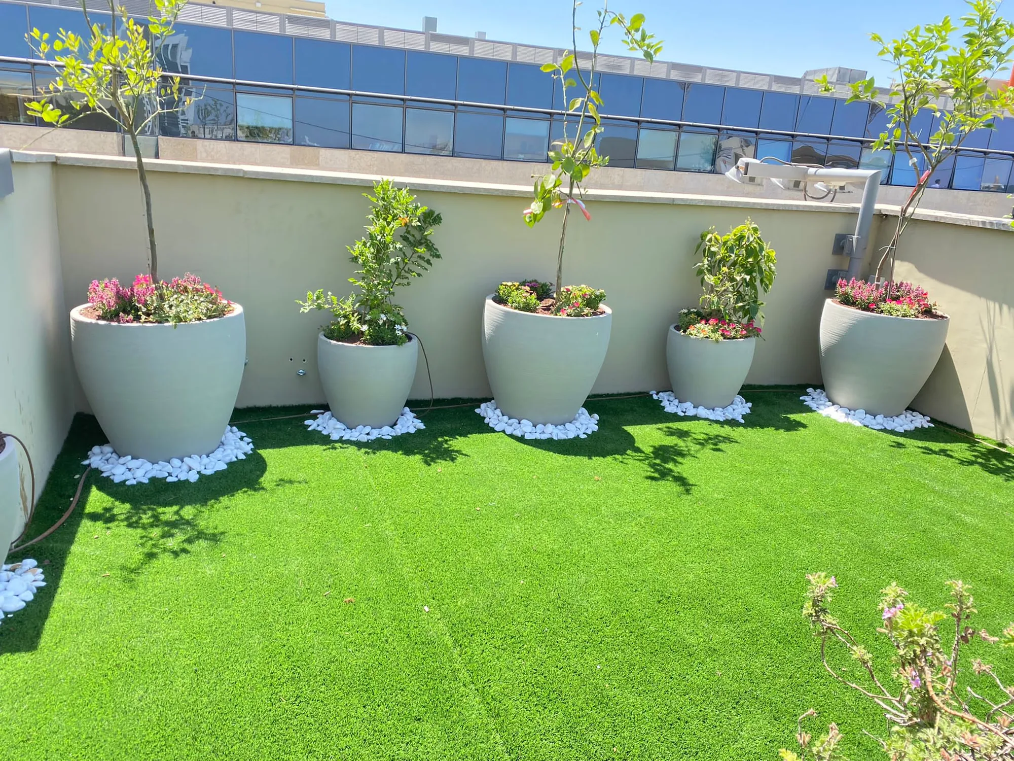 שורת עציצים גדולים עם עצים צעירים ופרחים ורודים על דשא סינטטי בגינת הגג של ג'נרי