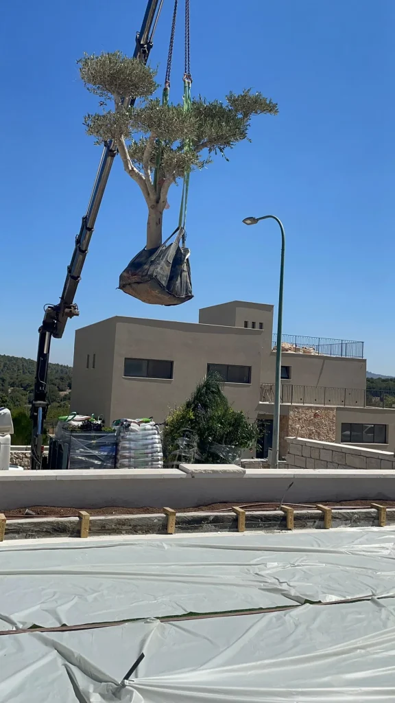 עץ זית בוגר מונף במנוף אל החצר