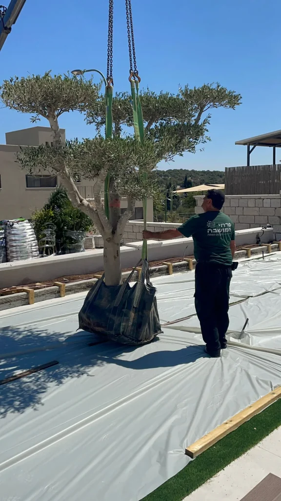 מיקום עץ זית בוגר בחצר במהלך העבודה