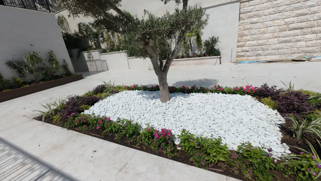 עץ זית בערוגת אבנים לבנות עם שתילה צבעונית בחצר וילה במירון