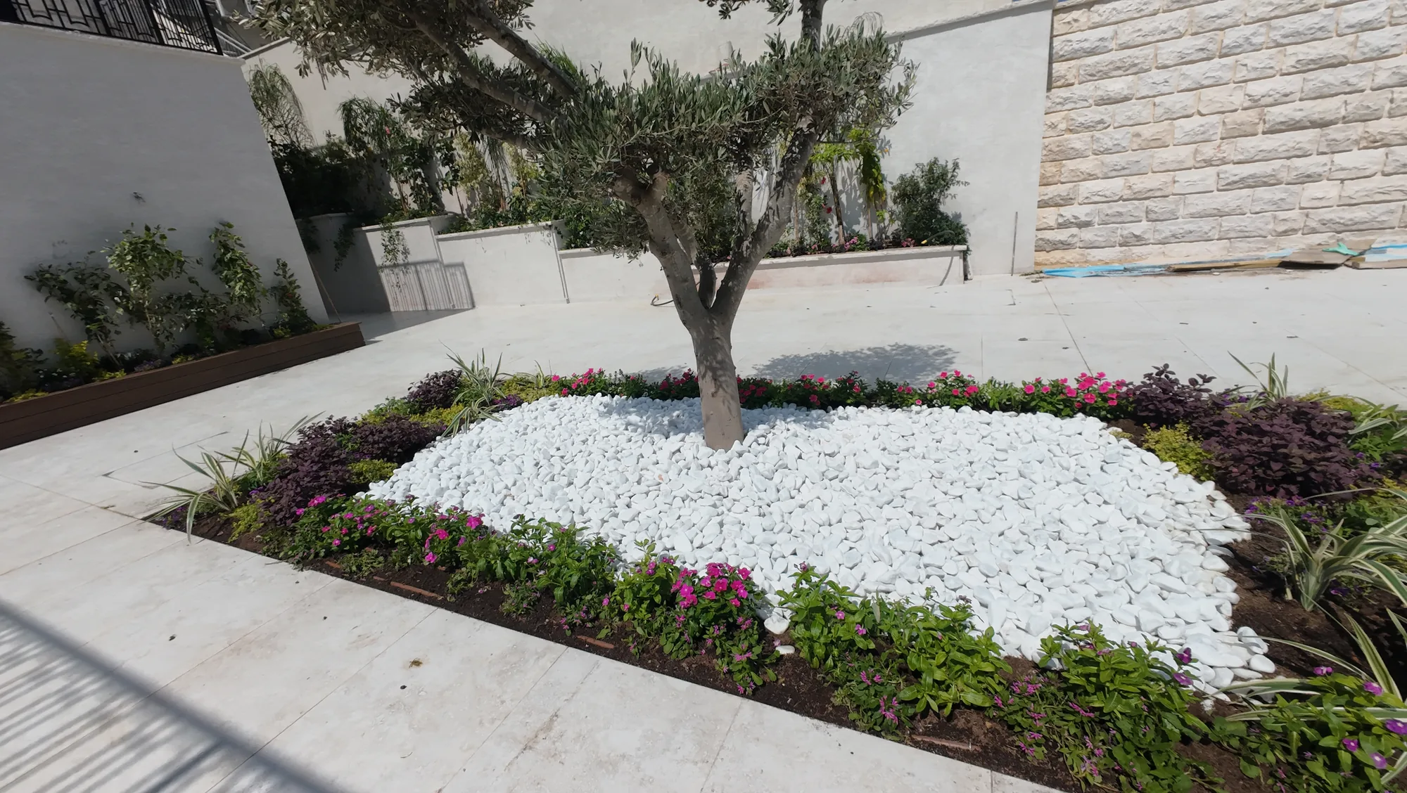עץ זית בערוגת אבנים לבנות עם שתילה צבעונית בחצר וילה במירון
