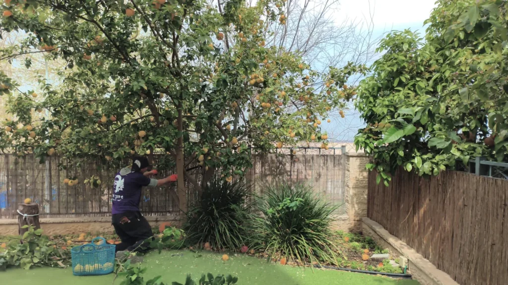 איש צוות גוזם עץ הדר ותיק בקצה הגינה