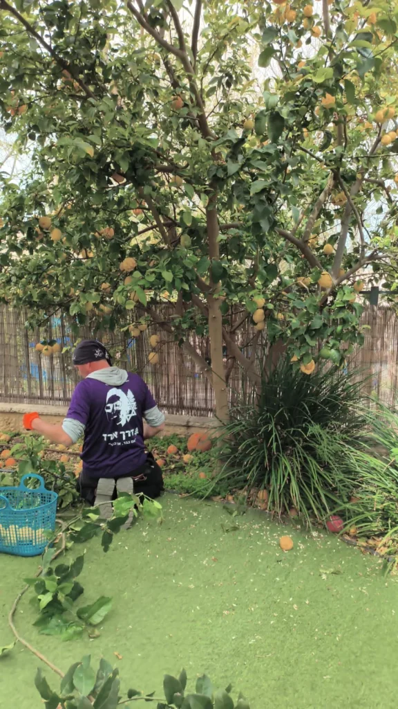 איש צוות אוסף גזם ופירות מתחת לעץ ההדר
