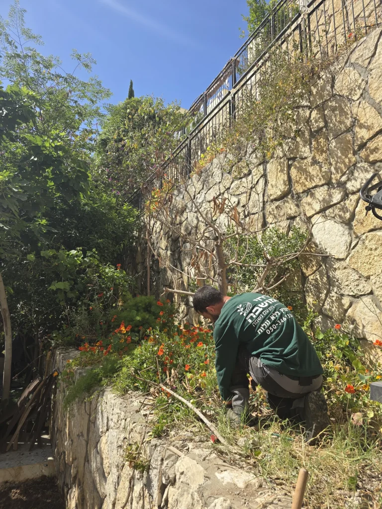 איש צוות גוזם ערוגה שתולה על קיר האבן בחצר