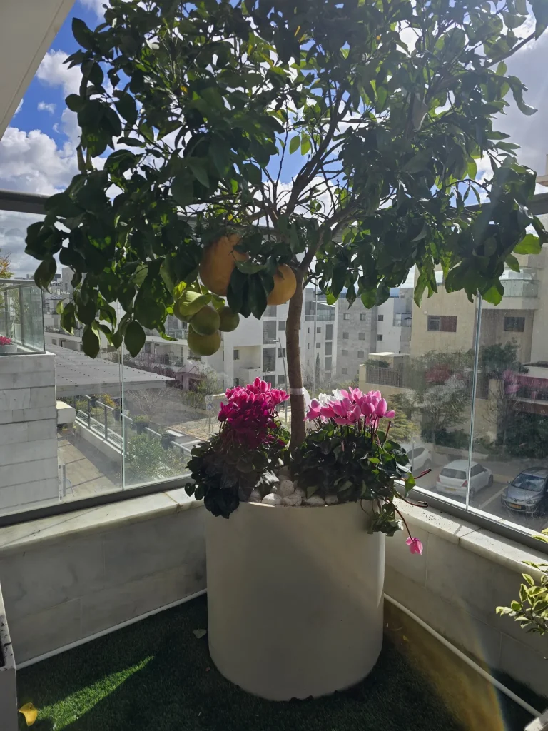 עץ הדר עם פירות באדנית עגולה לבנה ולמרגלותיו רקפות ורודות