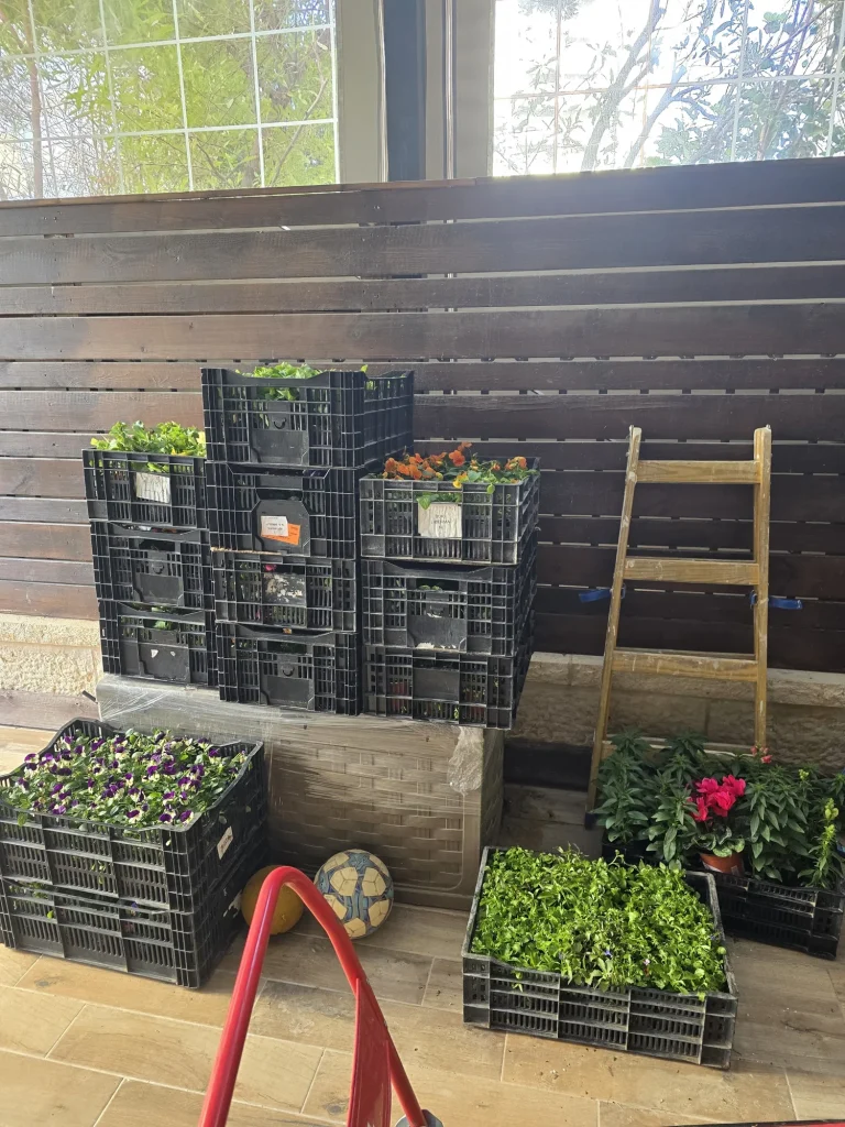 ארגזי שתילים ופרחים מוכנים לשתילה במרפסת